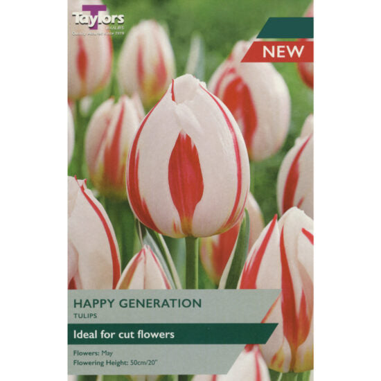 Tulip Happy Generation (7 pack)