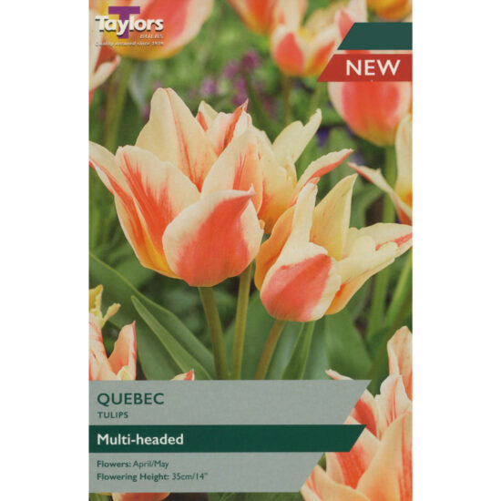 Tulip Quebec (9 pack)