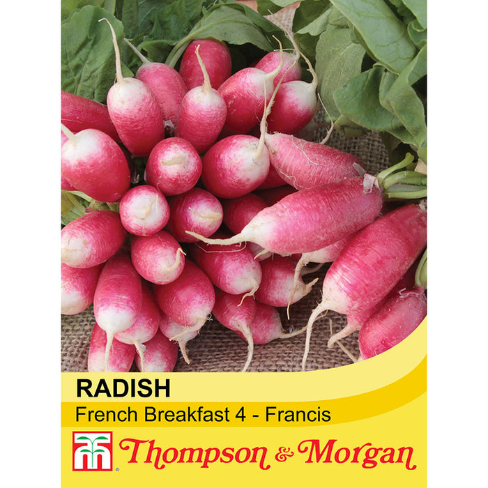 Radish 'French Breakfast 4 - Francis'