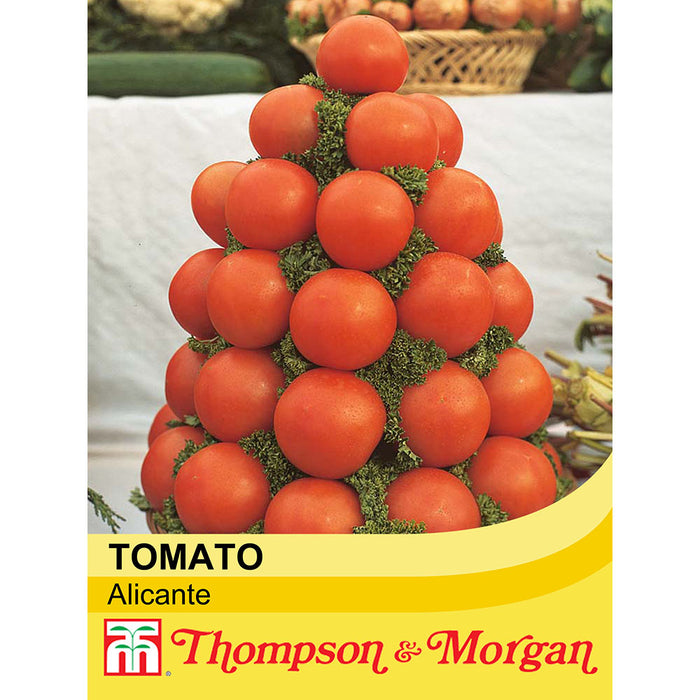 Tomato Alicante