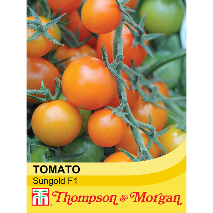 Tomato 'Sungold' F1 Hybrid