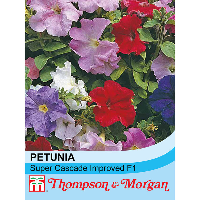 Petunia 'Super Cascade'