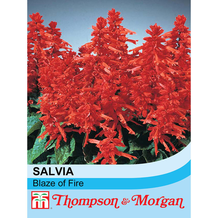 Salvia Splendens 'Blaze of Fire'