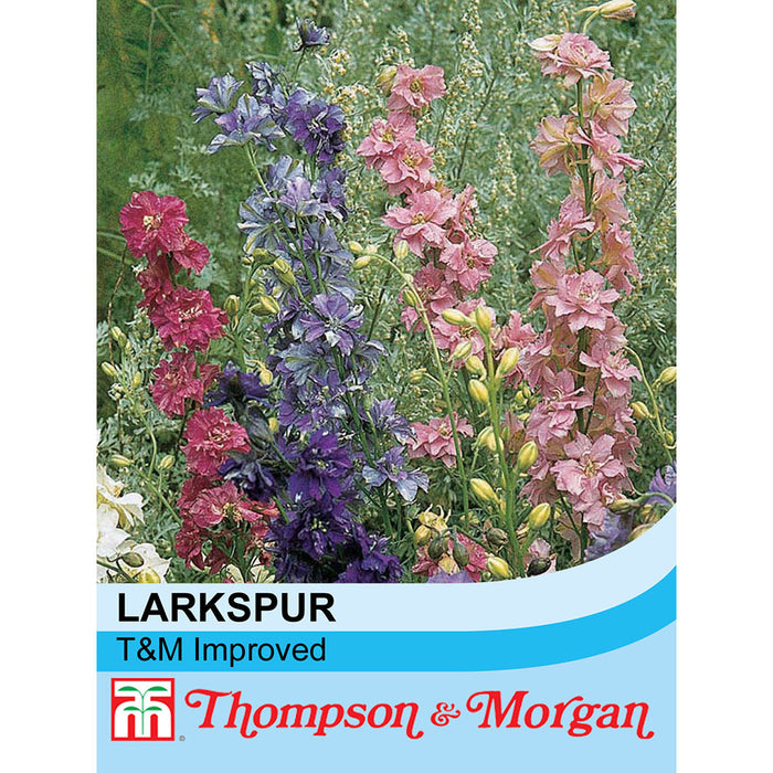 Larkspur 'T&M Improved'