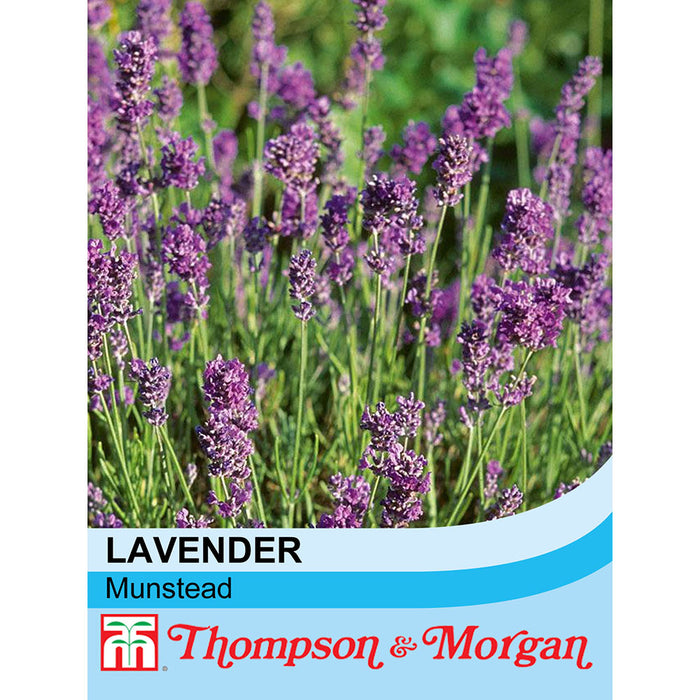 Lavender Munstead Dwarf