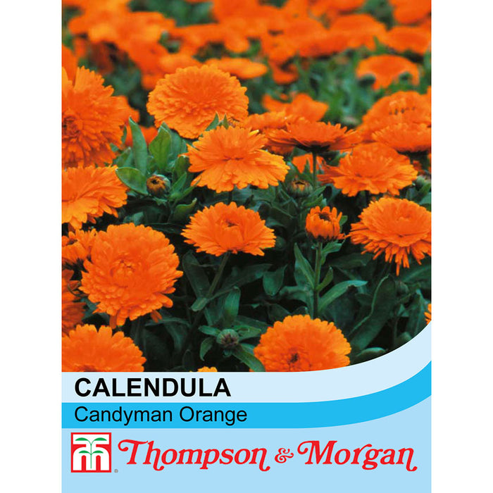 Calendula Officinalis 'Candyman Orange'