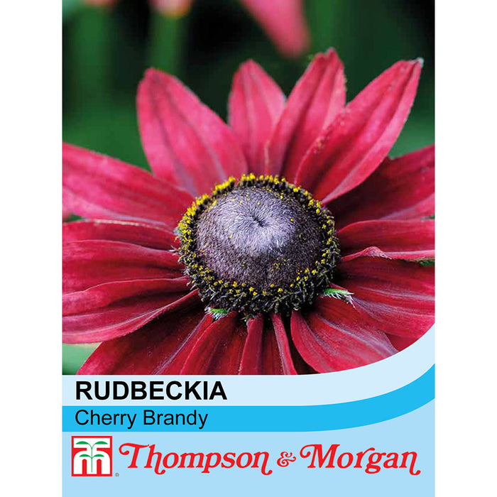 Rudbeckia Hirta 'Cherry Brandy'