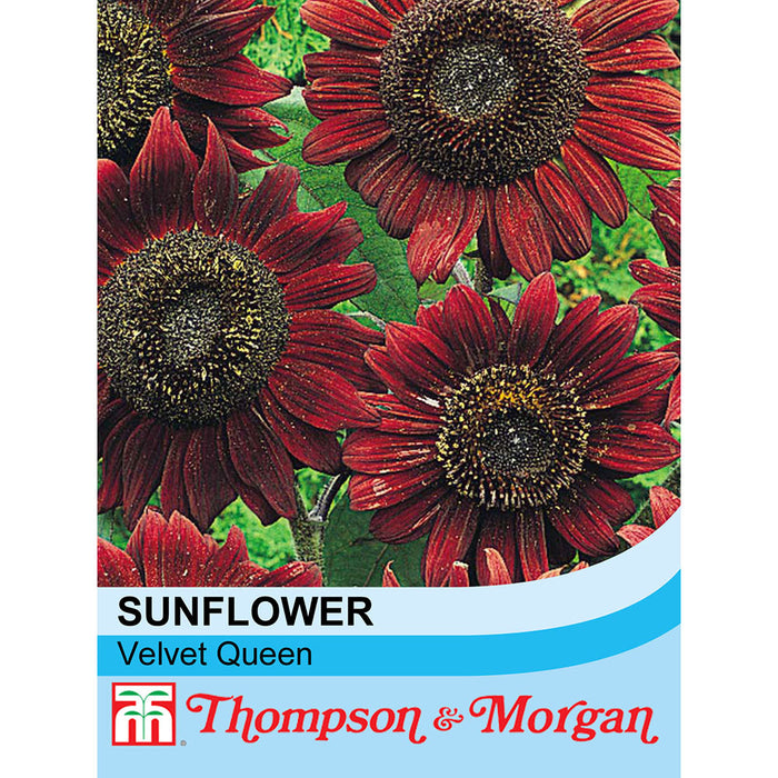 Sunflower 'Velvet Queen'