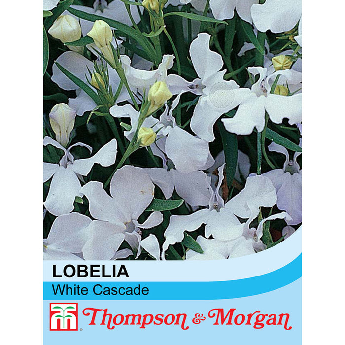 Lobelia Trailing White Cascade