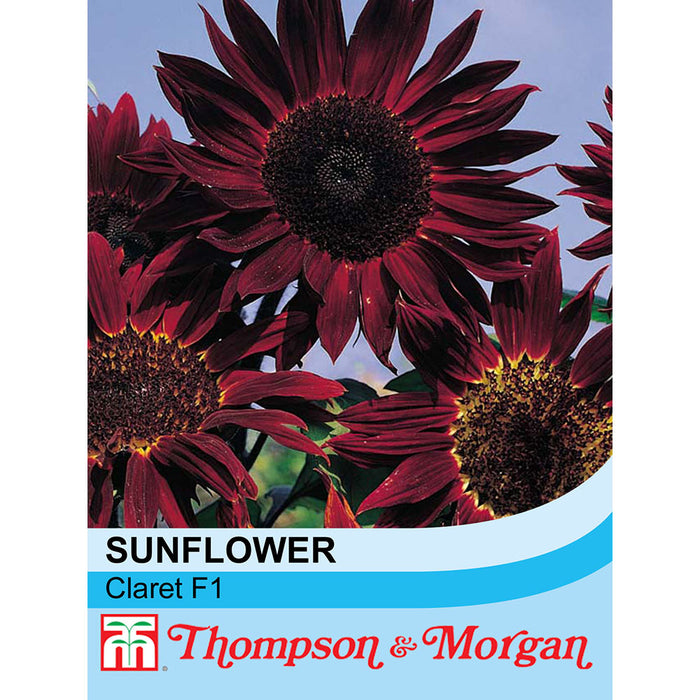 Sunflower 'Claret' F1 Hybrid