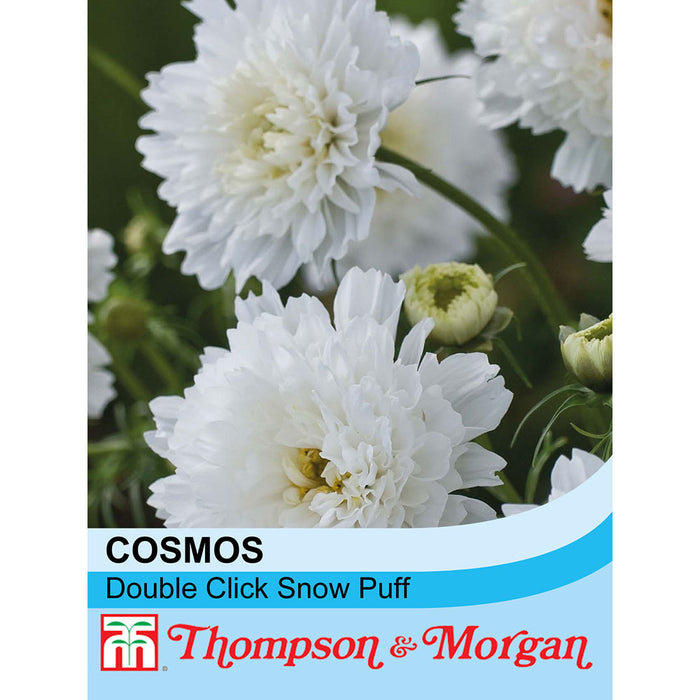 Cosmos bipinnatus 'Double Click Snow Puff'