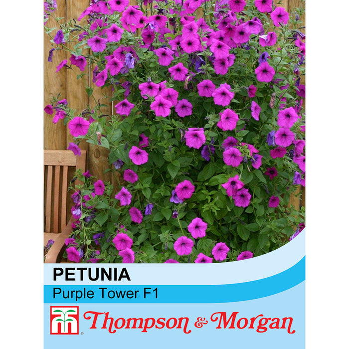 Petunia hybrida 'Purple Tower' F1 hybrid