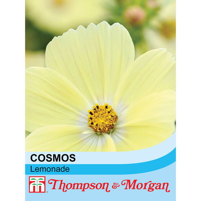 Cosmos 'Lemonade'