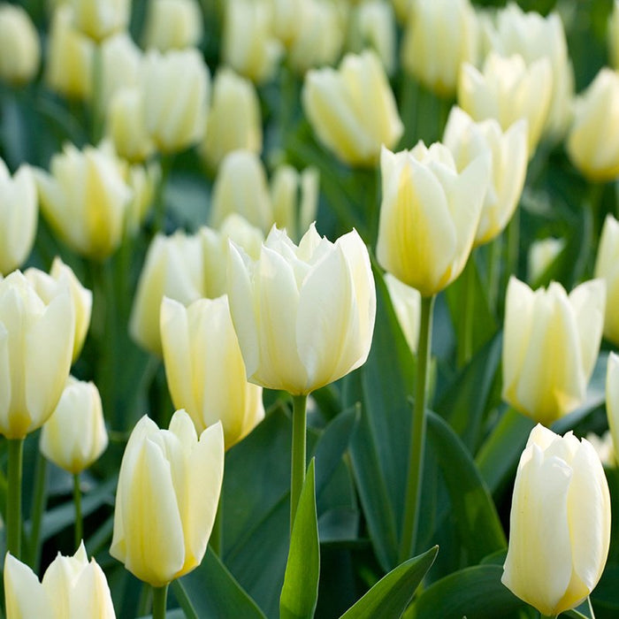 Tulip 'Purissima' (18 pack)