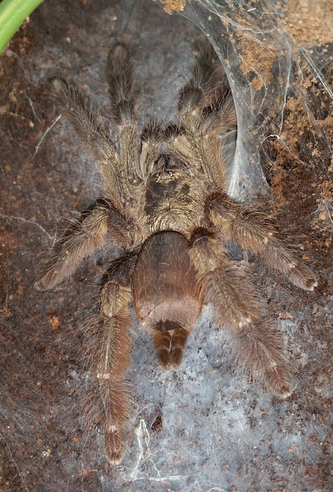 Violet Tree Spider | Tapinauchenius cupreus (MM)