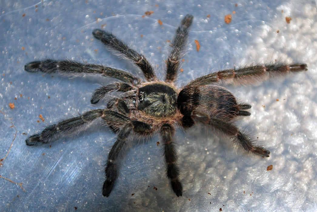 Tena Violet Tree Spider | Tapinauchenius sp. Tena (S)