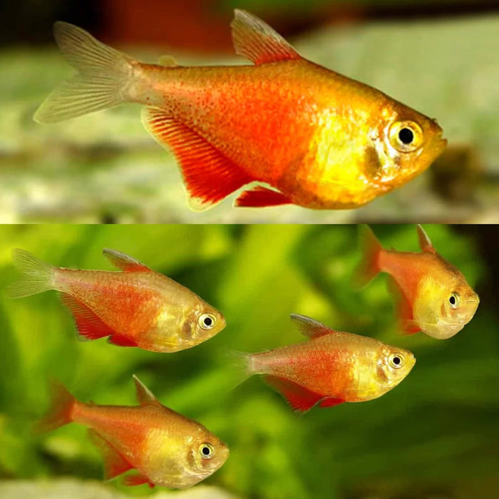 Fire Tetra (L)