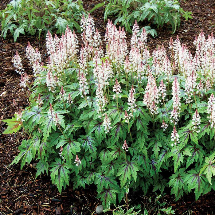 Tiarella 'Sugar and Spice' | Foam Flower