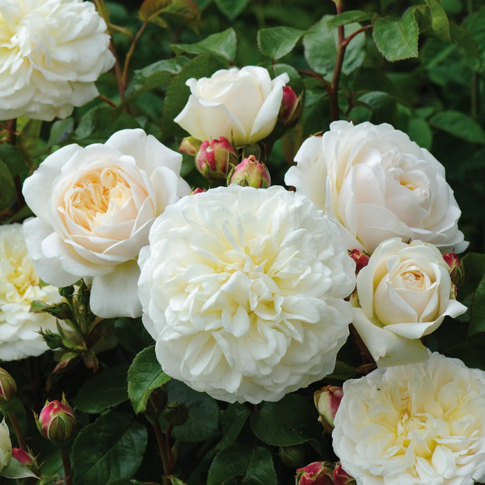 'Tranquility' David Austin Fragrant Rose (5 Litre)