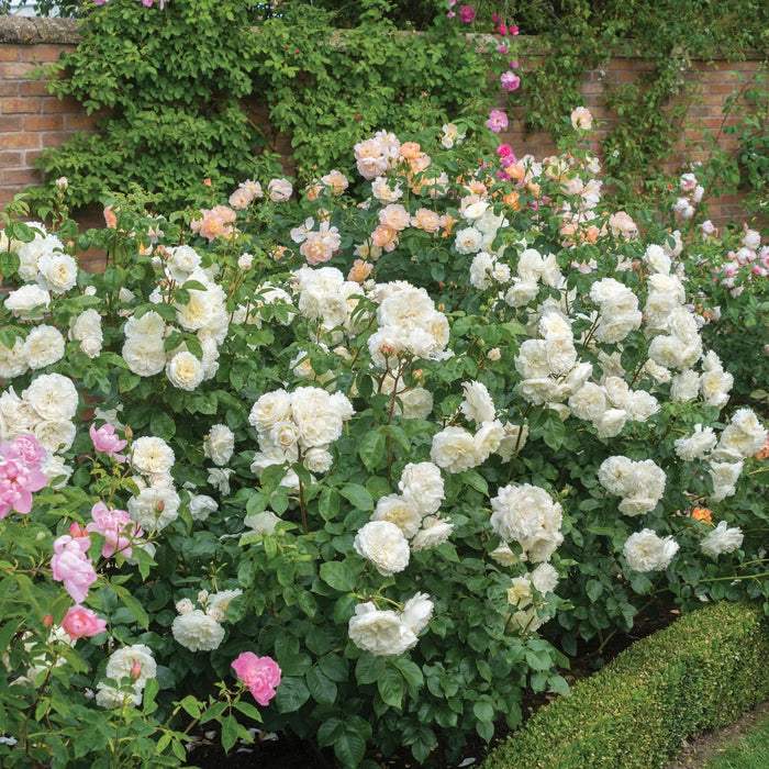 'Tranquility' David Austin Fragrant Rose (5 Litre)