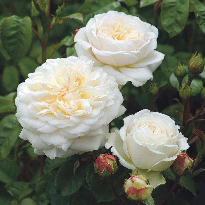 'Tranquility' David Austin Fragrant Rose (5 Litre)