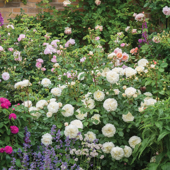 'Tranquility' David Austin Fragrant Rose (5 Litre)