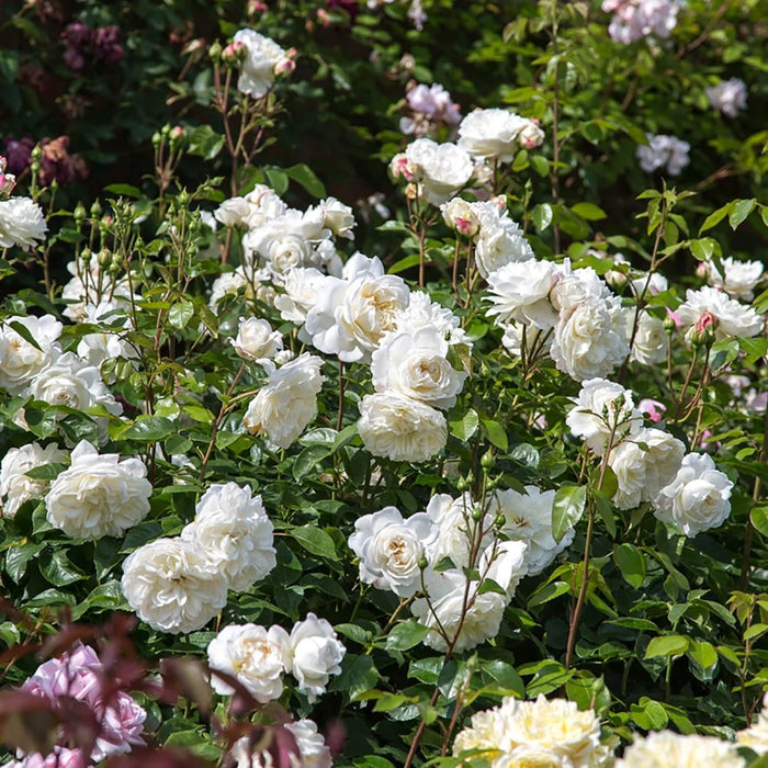 'Tranquility' David Austin Fragrant Rose (5 Litre)