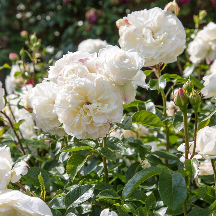 'Tranquility' David Austin Fragrant Rose (5 Litre)