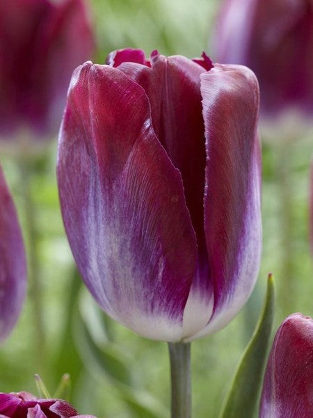 Tulip 'Kansas Proud' (7 Pack)