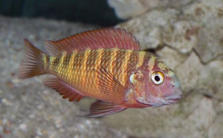 Tropheus Cichlid