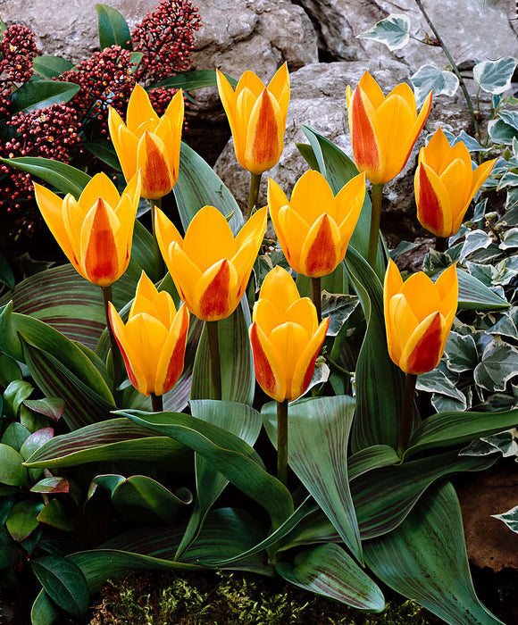 Tulip Giuseppe Verdi