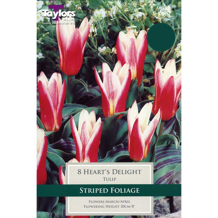 Tulip Heart’s Delight (7 pack)