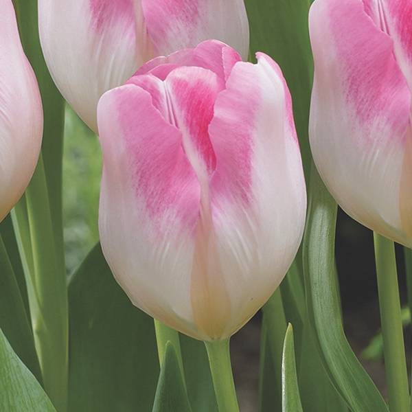 Tulip 'Infiniti' (8 Pack)