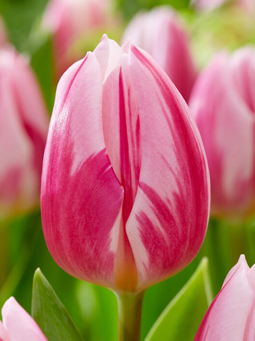 Tulip 'Bojangles' (7 Pack)