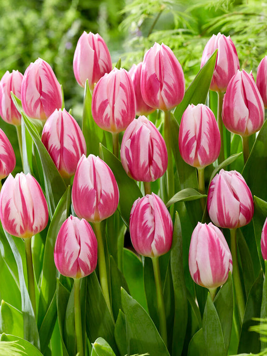 Tulip 'Bojangles' (7 Pack)