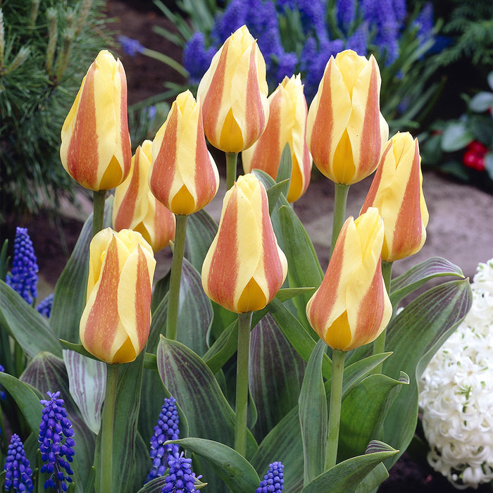 Tulip Miskodeed Bulbs (9 pack)