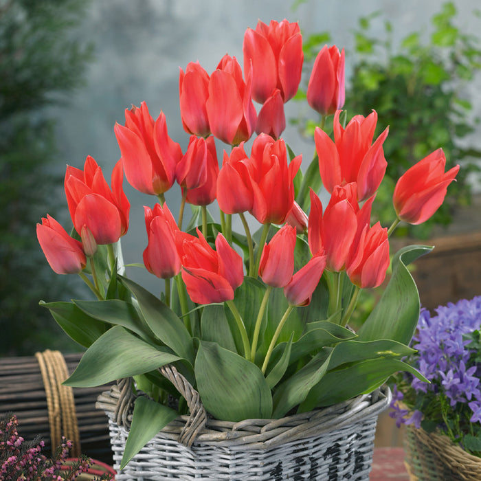 Tulip Dwarf 'Toronto' (35 Pack)