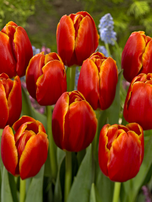 Tulip 'Verandi' (8 Pack)