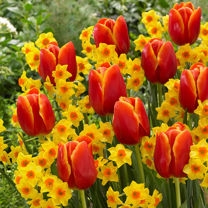 Tulip 'Verandi' (8 Pack)