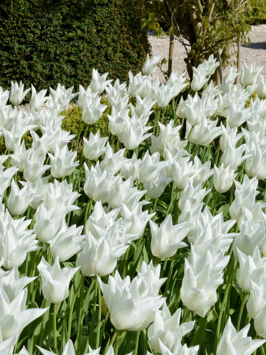 Tulip 'White Triumphator' (6 Pack)