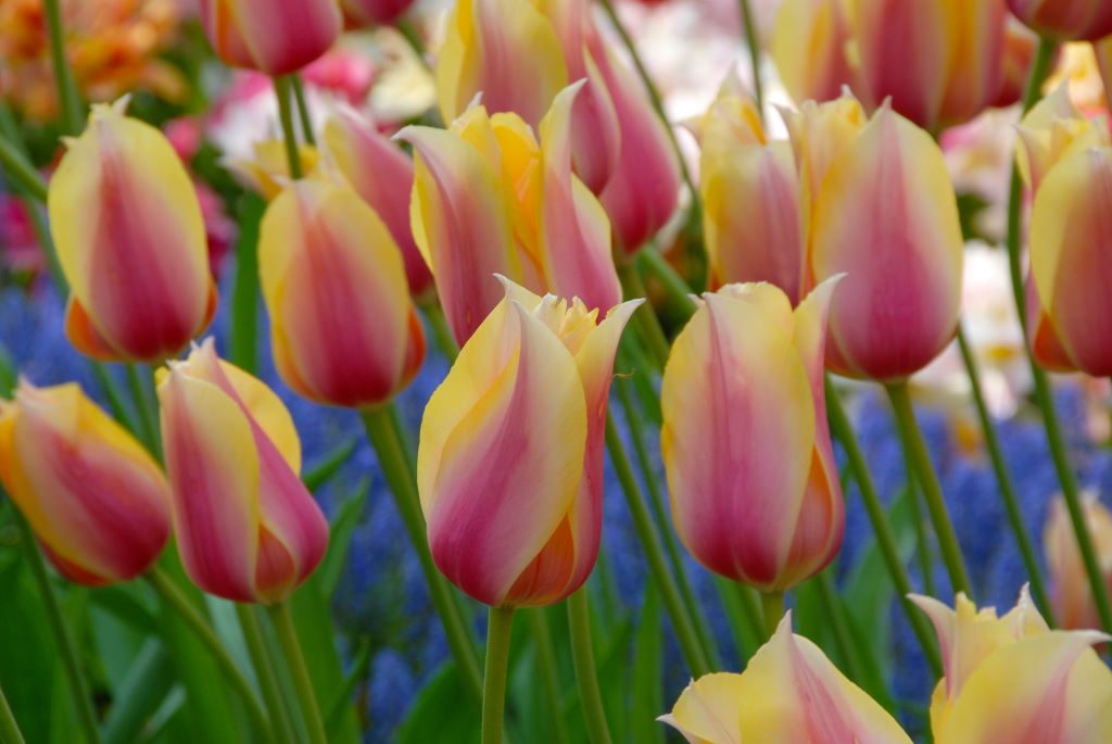 Tulip 'Blushing Lady' (7 Pack)