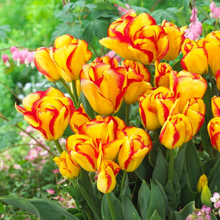 Tulip 'Outbreak' (7 Pack)