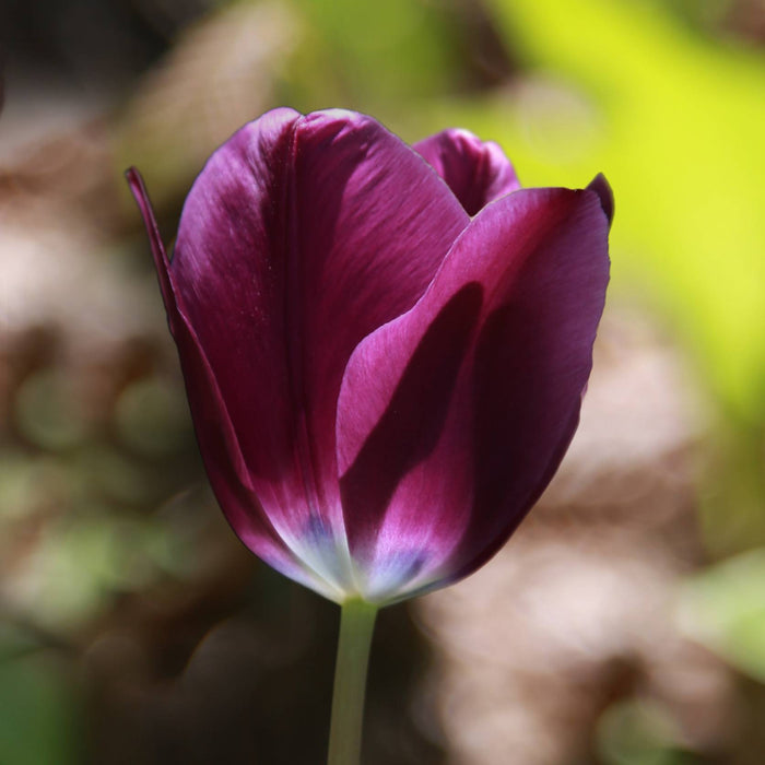 Tulip 'Kansas Proud' (7 Pack)