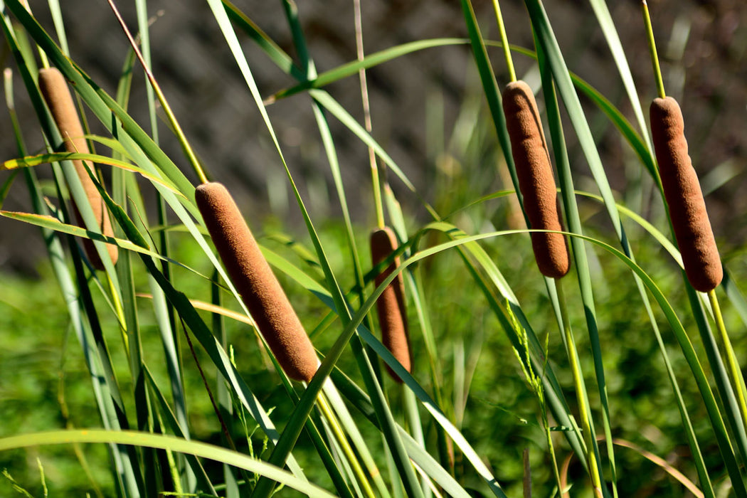 Typha maxima / P9