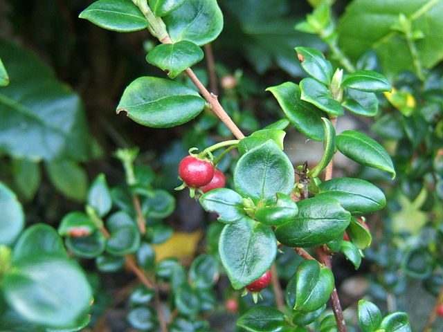 Myrtus ugni Kapow (YANPOW) 3L