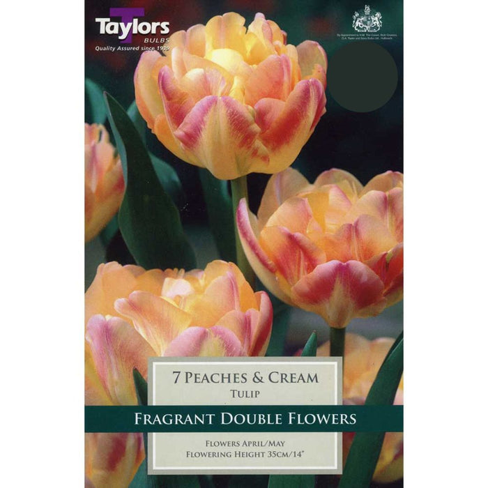 Tulip 'Peaches & Cream' Bulbs (8 pack)