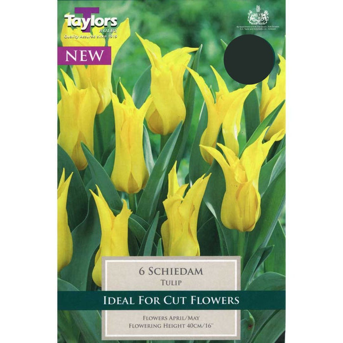 Tulip 'Schiedam' Bulbs (5 pack)