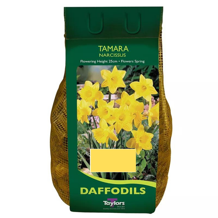 Daffodil Narcissus 'Tamara' Bulbs (1.5 Kg)