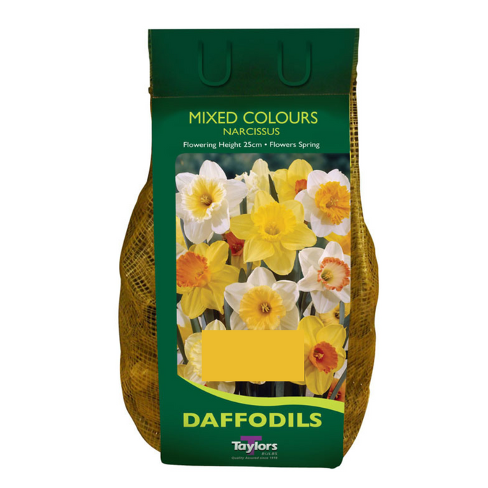 Daffodil Narcissus 'Mixed Bulbs' (2 kg)