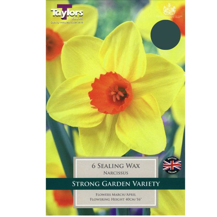 Daffodil Narcissus 'Sealing Wax' Bulbs (Pack of 5)